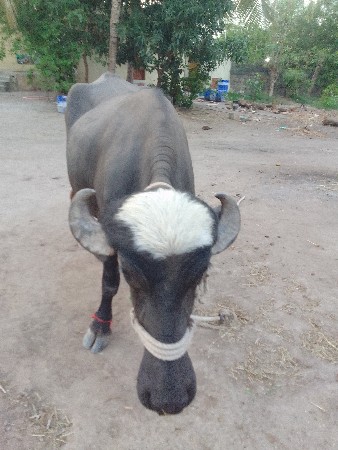 ભેસ વેચવા ની છે.