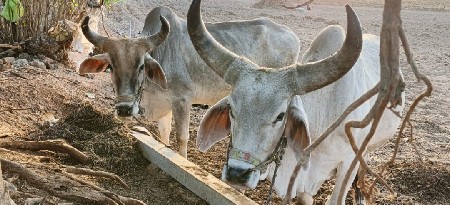 ઘોધલા વેચવાના છે