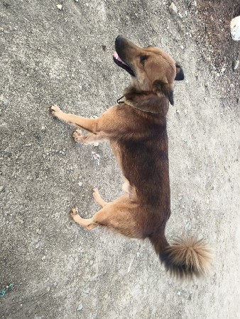 dog