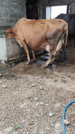 3   HF ક્રોસ ગાયું વેસવાનિ છે