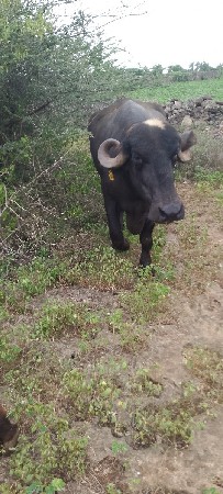 ભેંશ વેસવાનીસે