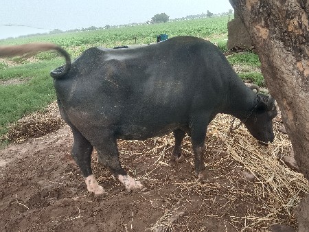 3 વેતર 
2.5 ગાભણ