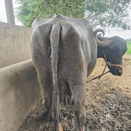 Bhesh vechvani che