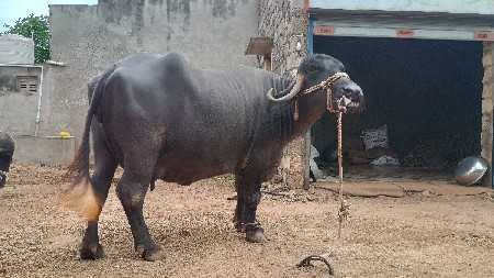 ભેંસ વેચવાની છે