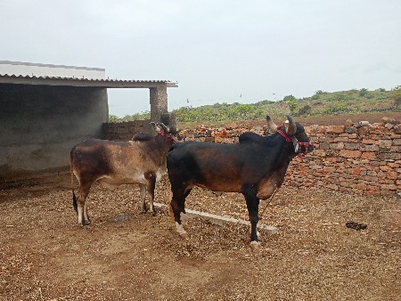 પેલી વાવની થશે
