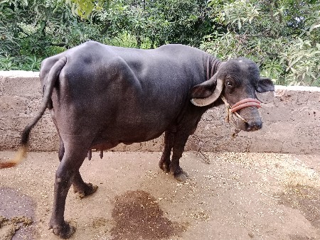 વેશવાની