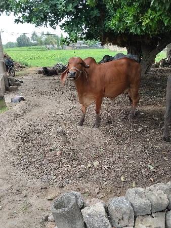 ગાય વેચવાની છે