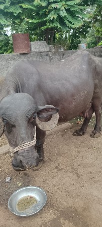 ભેંસ વેચવાની છે