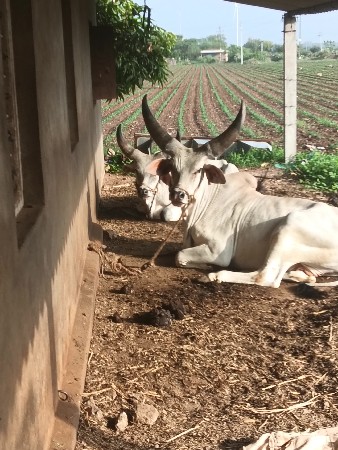 ગોઢલા
