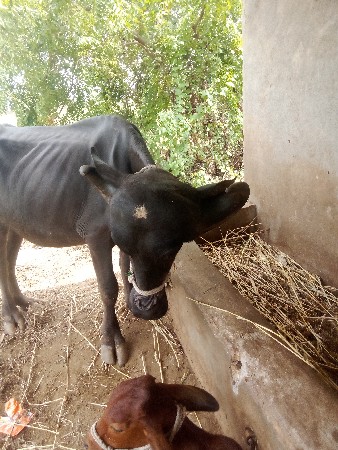 ખડેલી વેચવાની છે1વેતર