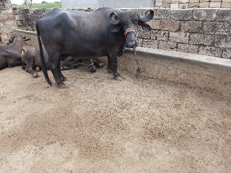 ભેસવેશવાનિ છે