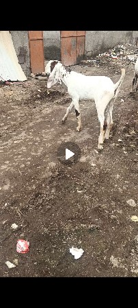 desi bakra.. Bodo.. 10 Mahina
