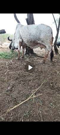 પાચમુ વેતર આવસે