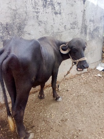 વેચવાની છે