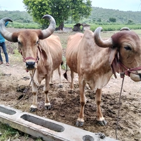 વેચવાના