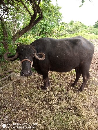 ભેંસ વેચવાની છે