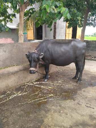 વહેંચવાની છે