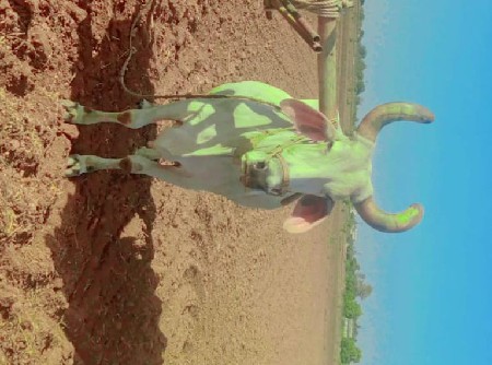 બળદ વેચવાનો છે