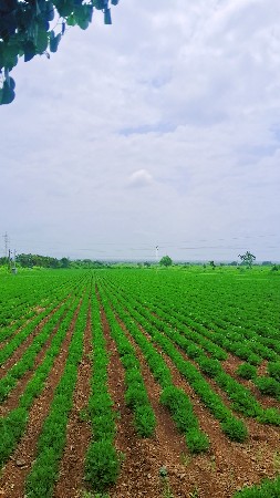10 vigha full pani vari jamin