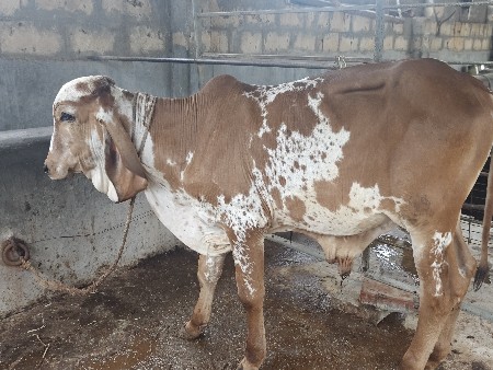 ગીર વાછરડો આપવાનો છે