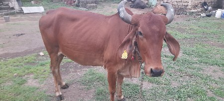 ગાય વેચવાની છે