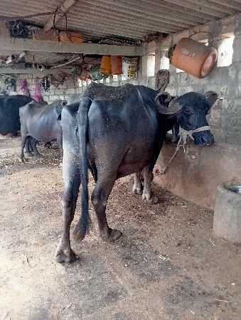 ભેંસ