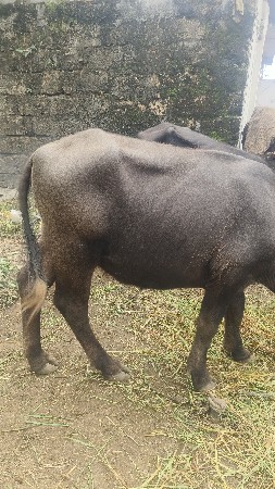 આપેલ કિંમત અંદાજિત રાખેલ છે