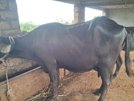 બે ભેંસ વેસવાનિ છે