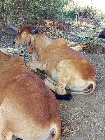 ગોઢલા
