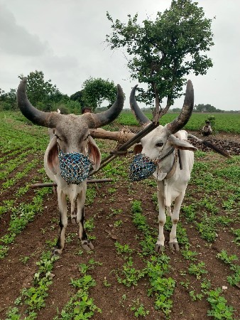 બળદ વેચવાના છે