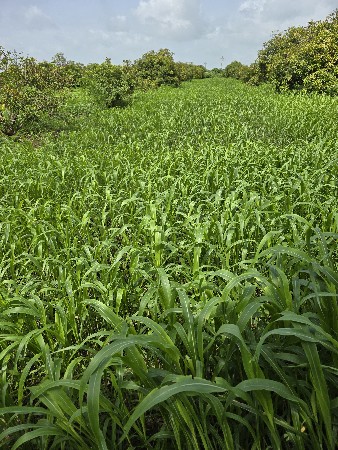 લીલો જુવાર ચારો વેચવાનો સે