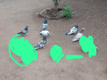 કબૂતર વેચવાના છે