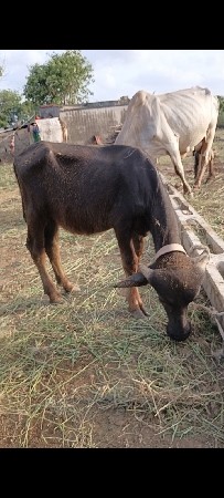 પાડી