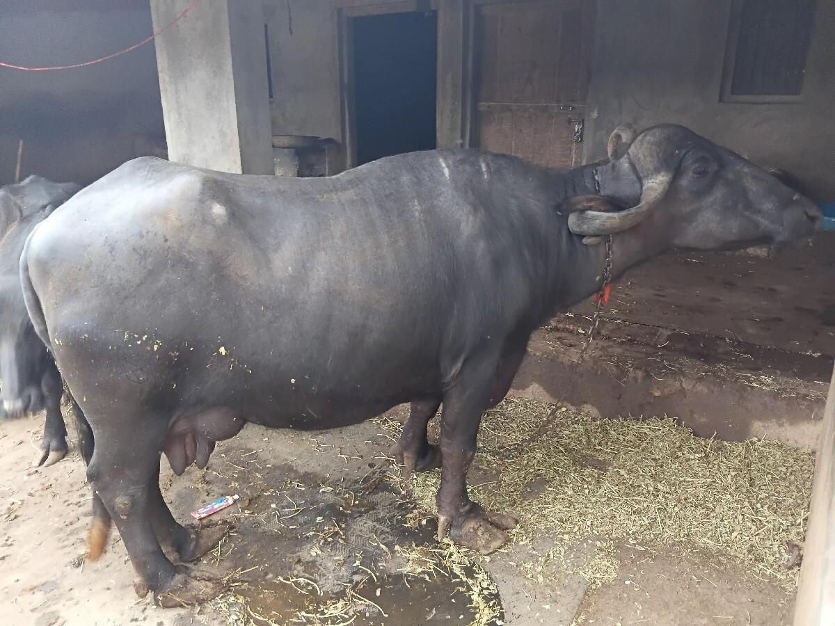 1 મહિના  વિયાની છે પાડી છે