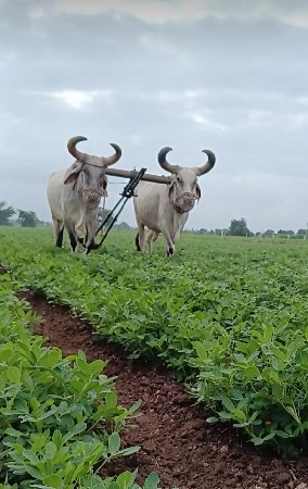 આ બળદ વેચવાના છે