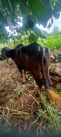 ખડેલી વેચવાની છે