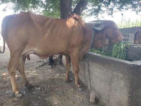 ગાય વેચવાની છે