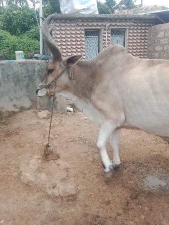 પાચ દરનોછે