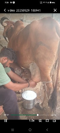 દેશી ગીર ગાય