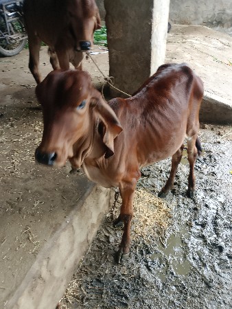 આ વાછડી દેવાની છે