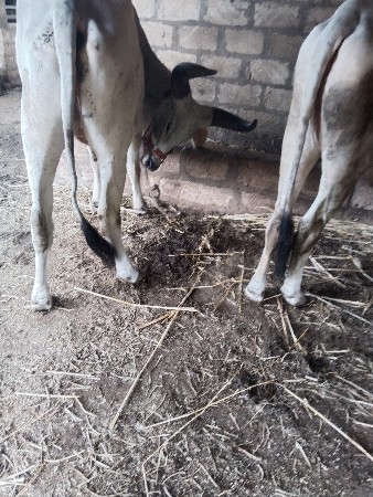 વેચવાના છે