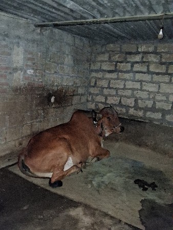 ગીર ગાય વેચવા ની છે.