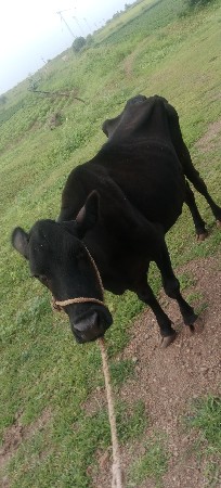 જરસિગાય