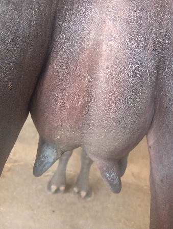 ભેંસ વેચવાની છે