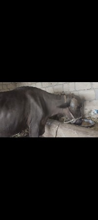 વેચવાની છે