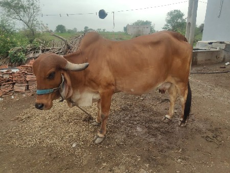 ગાય વેચવાની છે