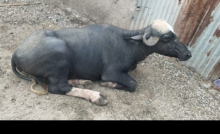 ખડાય વેચવાની છે