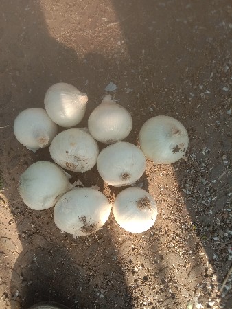 ડુંગળી બિયારણ સફેદ