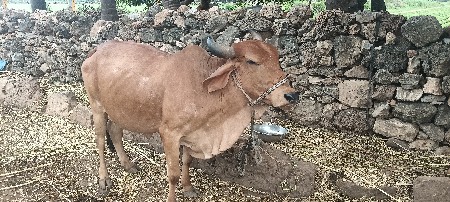 ગાય