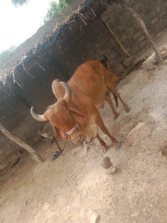 ગાય વેચવાની છે